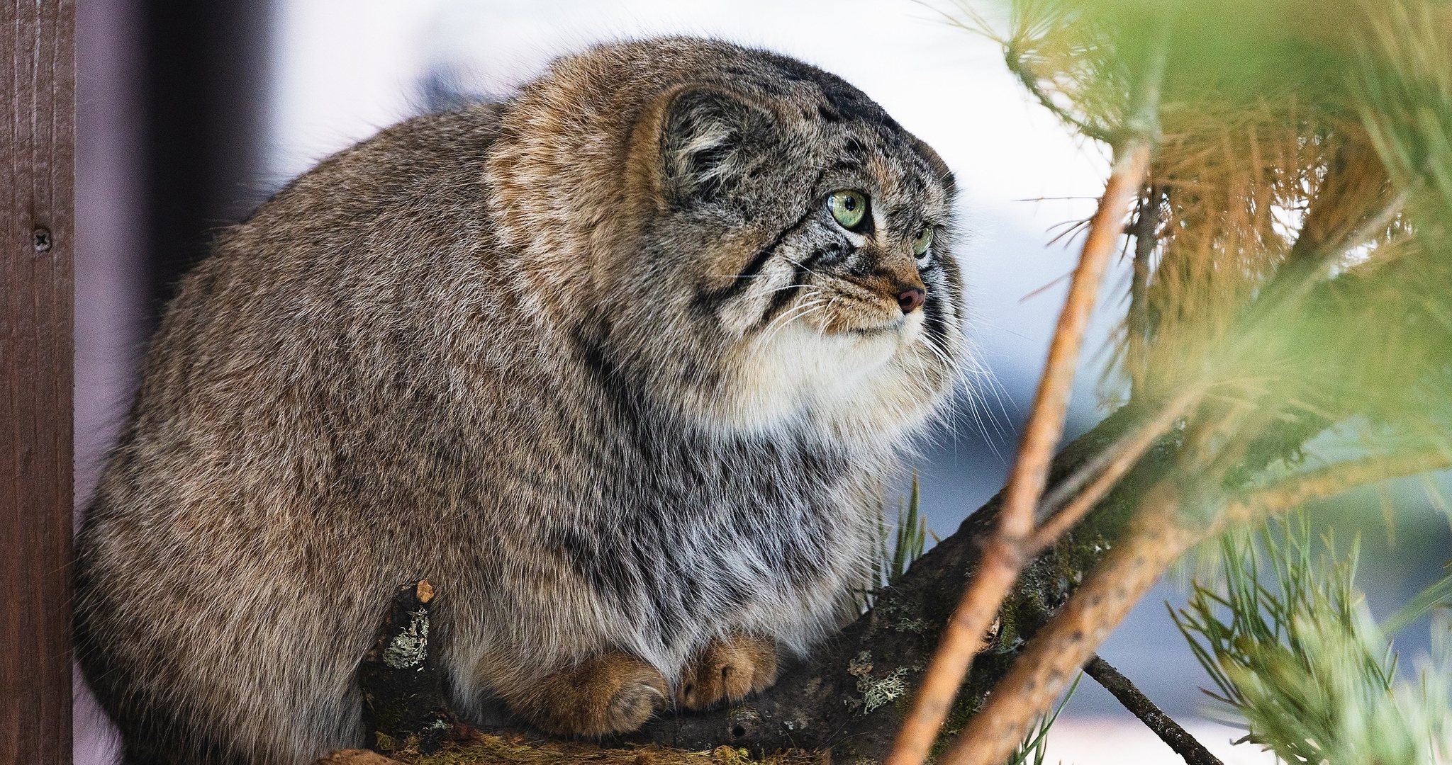 Усиленно кушал и профессионально лежал: манул Борис закончил подготовку к зиме 