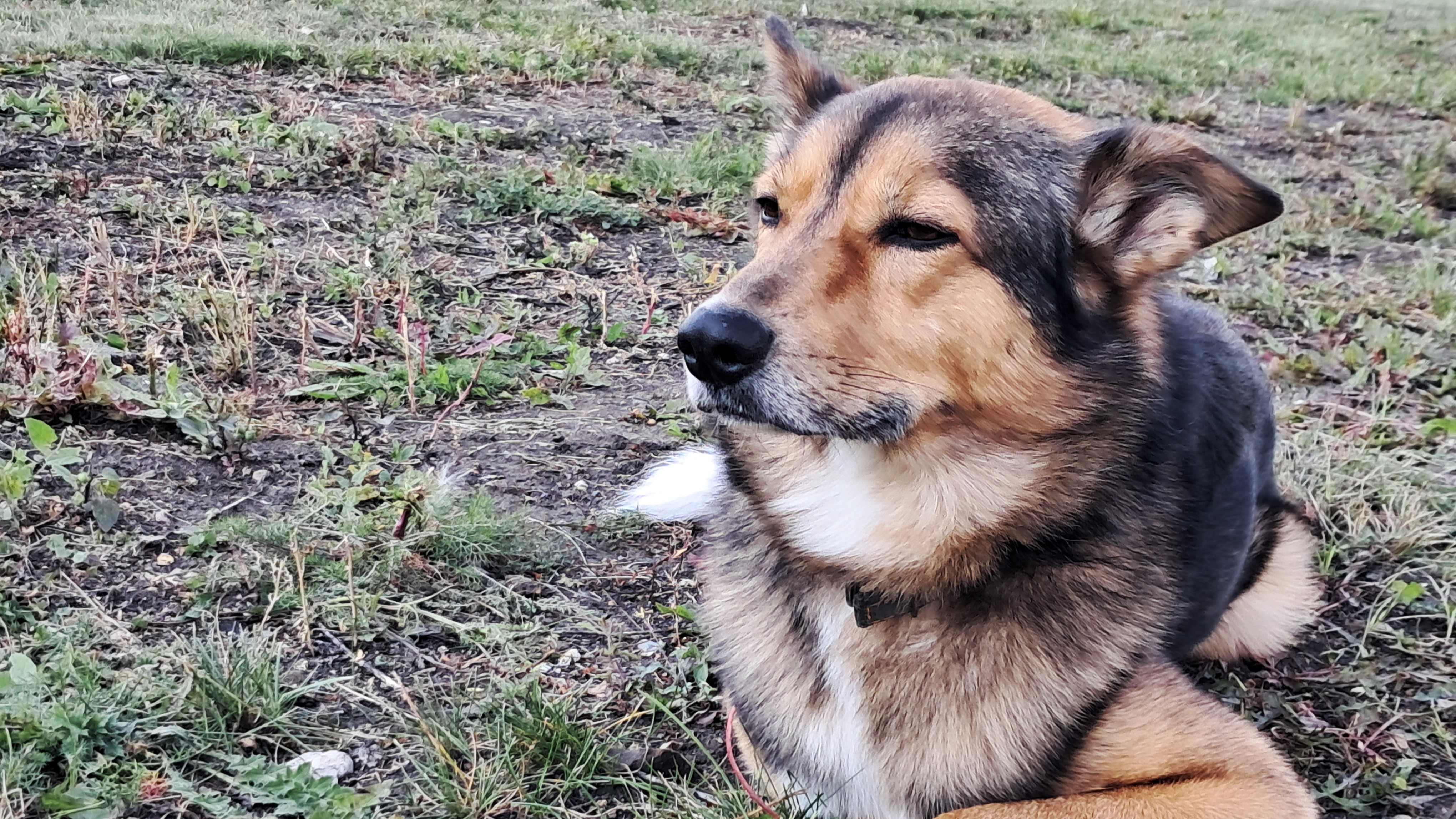 Администрация Саранска расплатится за агрессивную бездомную собаку