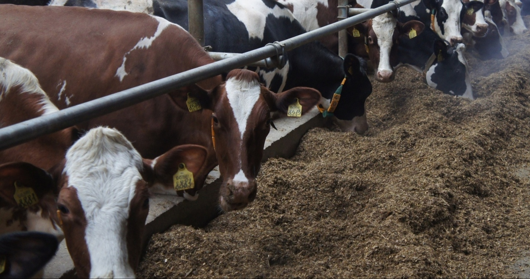 Коров в Мордовии в случае паводка тоже будут эвакуировать 