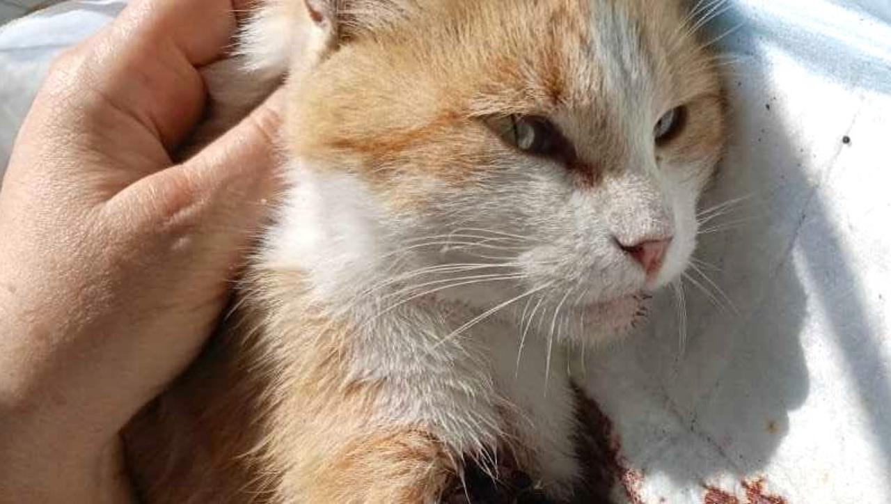 Попавшую в капкан бездомную кошку спасли в Мордовии Попавшую в капкан бездомную кошку спасли в Мордовии