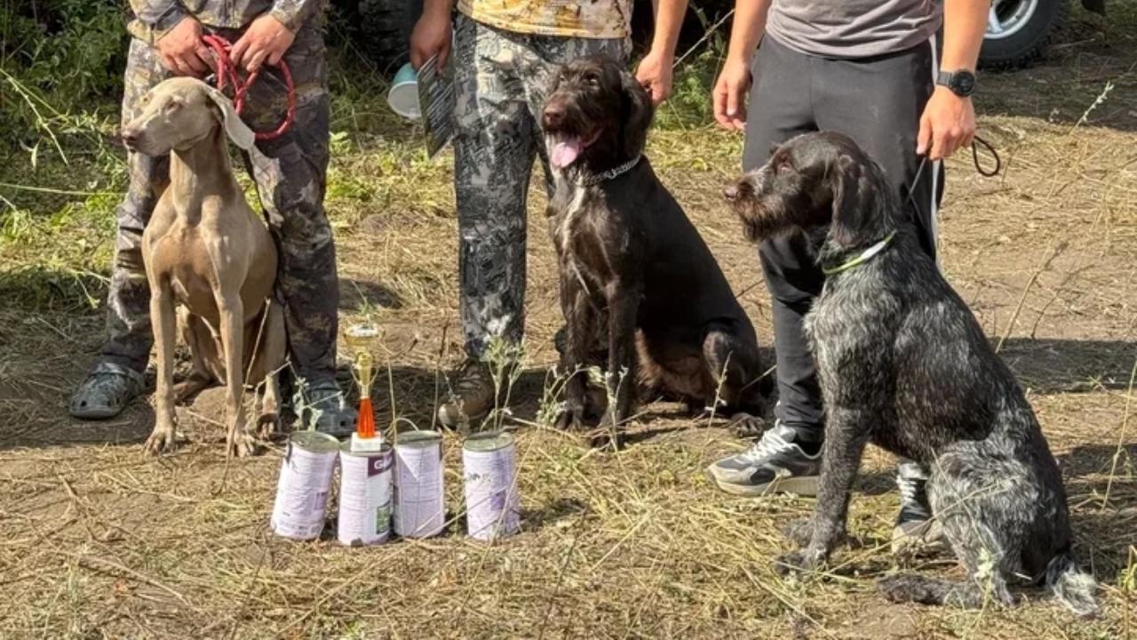 В Мордовии выявили чемпионов среди охотничьих собак 