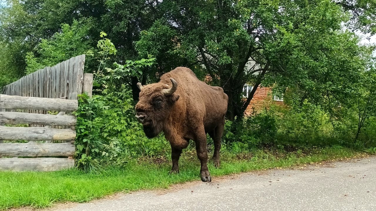 В Мордовском заповеднике встретились зубр Меграй и его сын Мезарь 