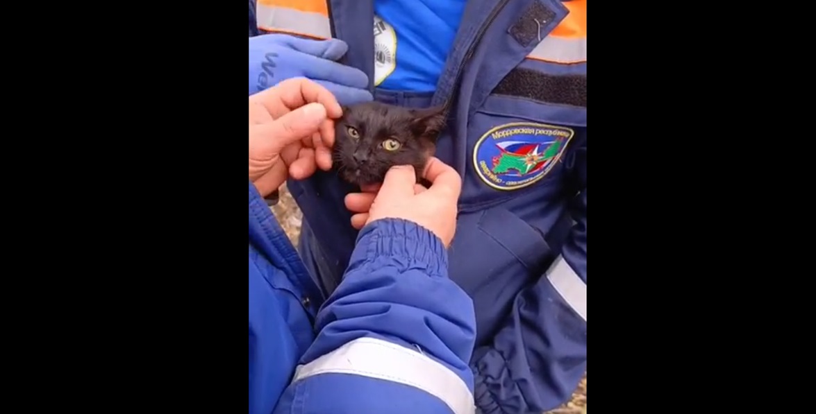 В центре Саранска спасли чёрного котёнка 