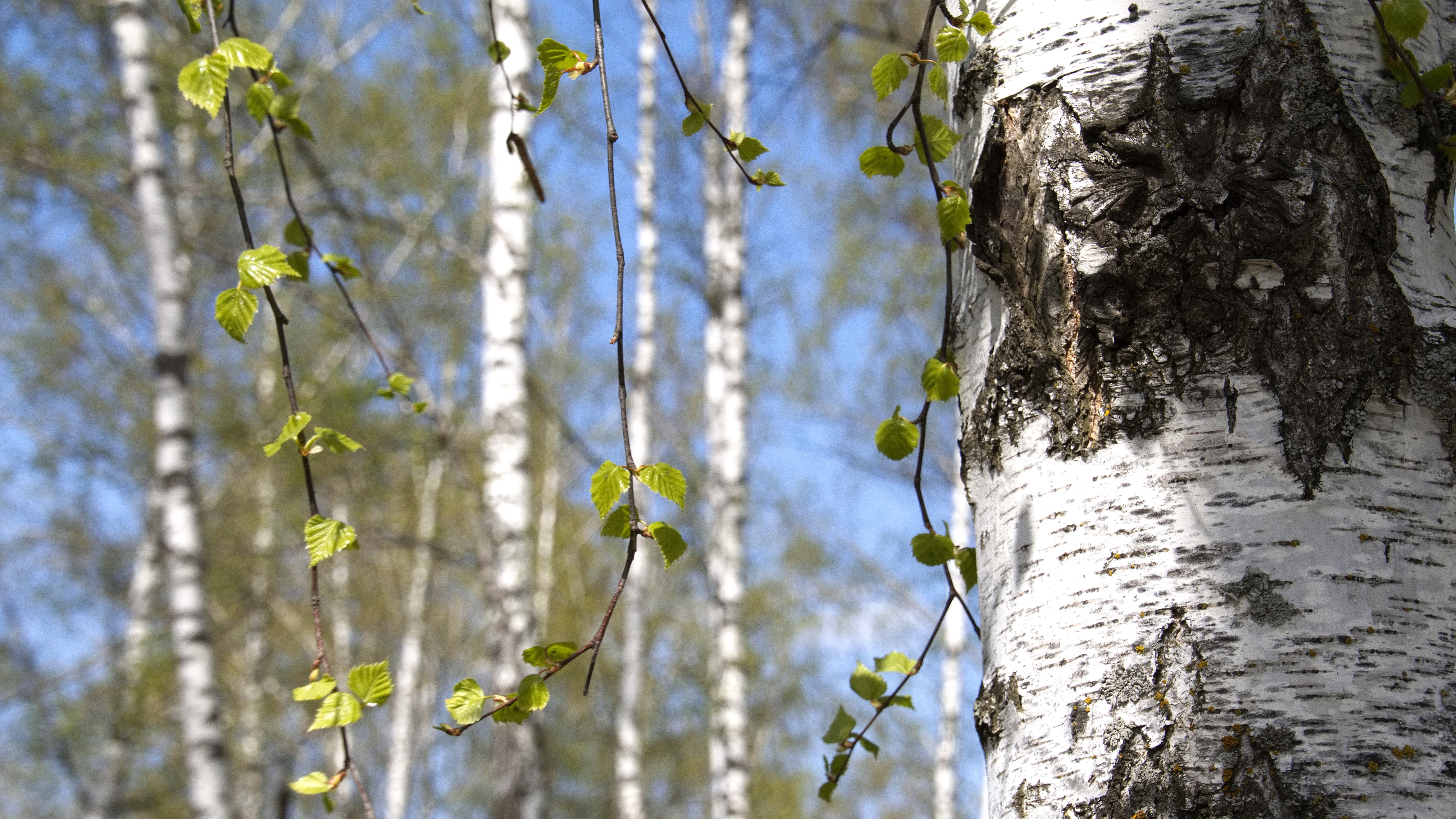 В Мордовии восстановят почти 1700 га лесов