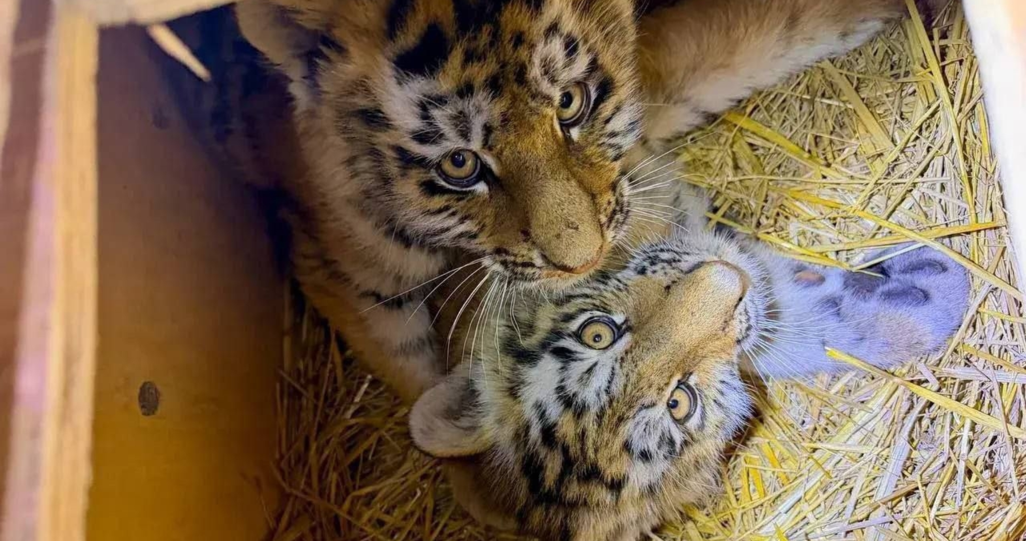 Трёх тигрят удалось спасти благодаря неравнодушным россиянам 