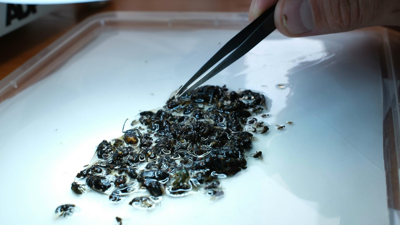 В заповеднике Мордовии стартует масштабный проект по изучению двукрылых насекомых