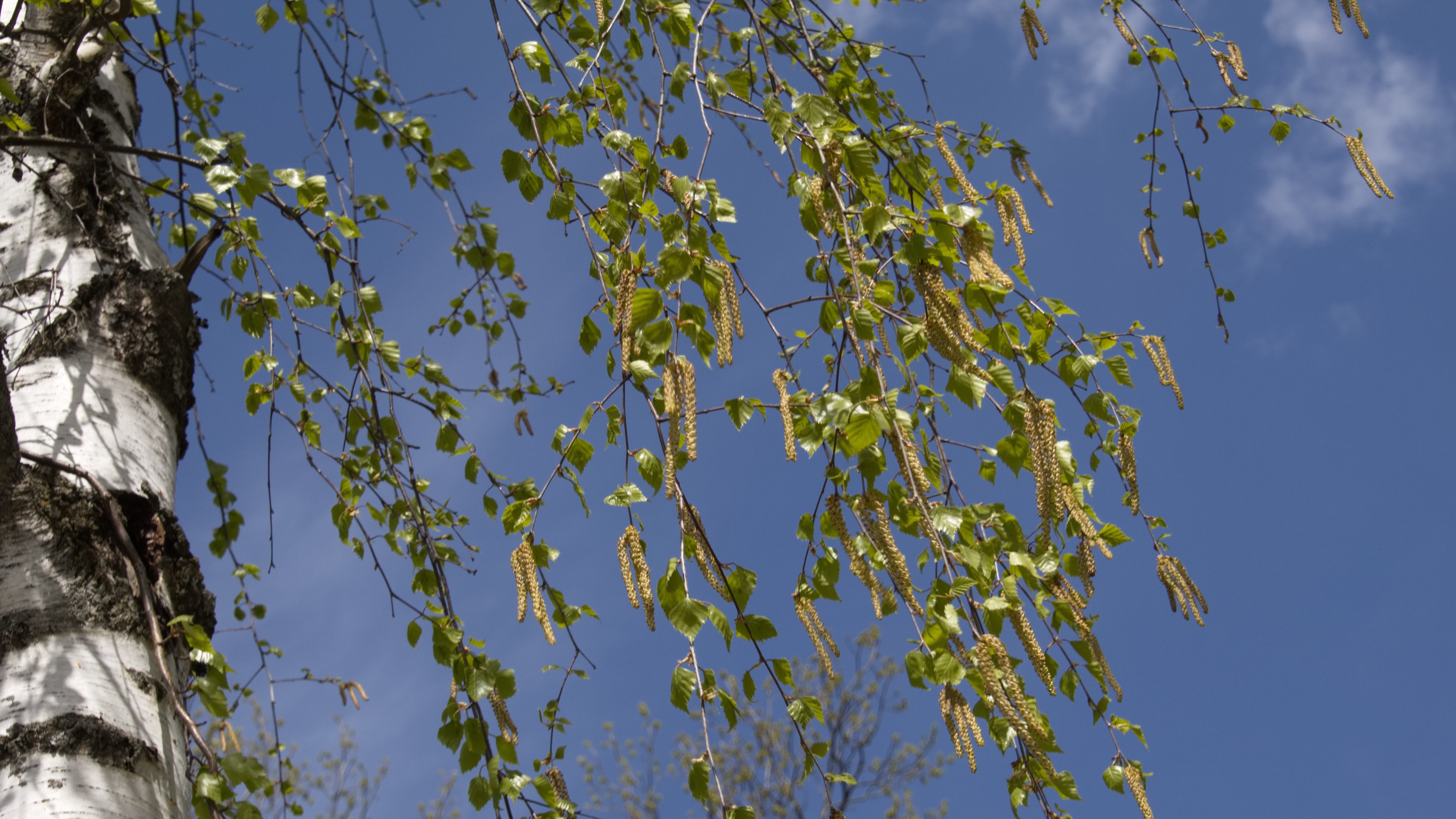 В лесах Мордовии – высокая пожарная опасность
