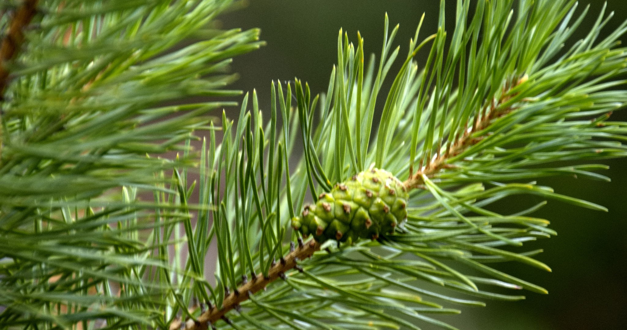 На защиту своих лесов Мордовии потратит почти 34 миллиона рублей 