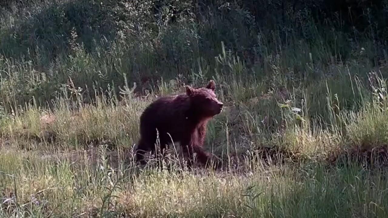 В фотоловушку Мордовского заповедника попал любознательный медвежонок  В фотоловушку Мордовского заповедника попал любознательный медвежонок