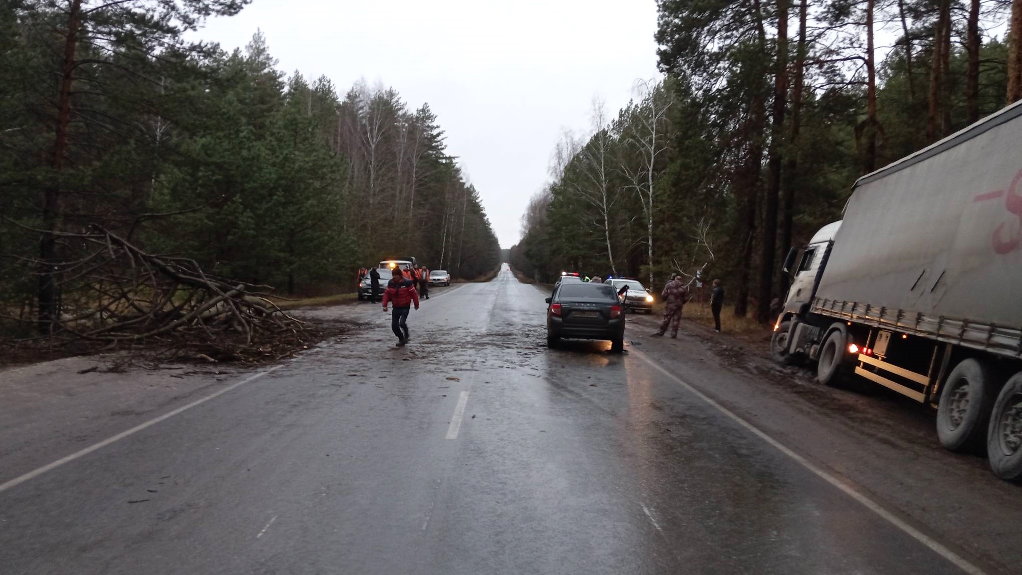 Суперлесоруб: в Мордовии дерево уронили на ехавшую машину