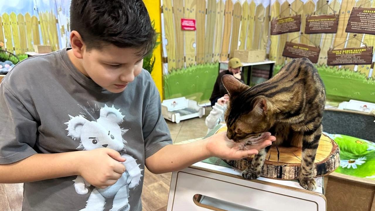 В Саранске открылся рай для любителей котиков: пушистая магия ждёт в ТРЦ «РИО»