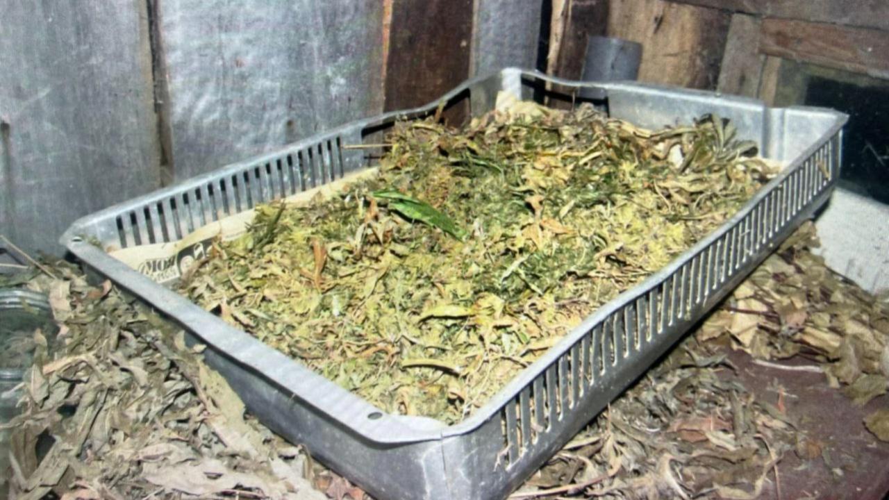 В Саранске арестовали дачников, которые вырастили на плантации 5 кг конопли 