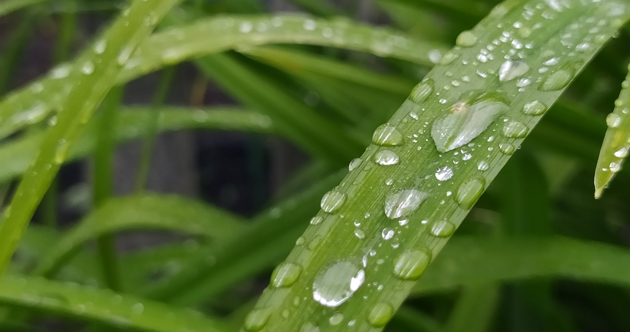 Россиян предупредили о штрафах за нескошенную траву 