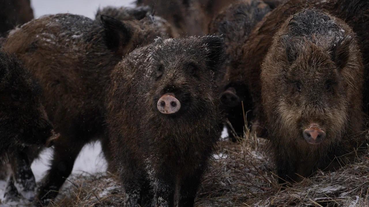 В Мордовии зимнюю трапезу с зубрами разделяют кабаны