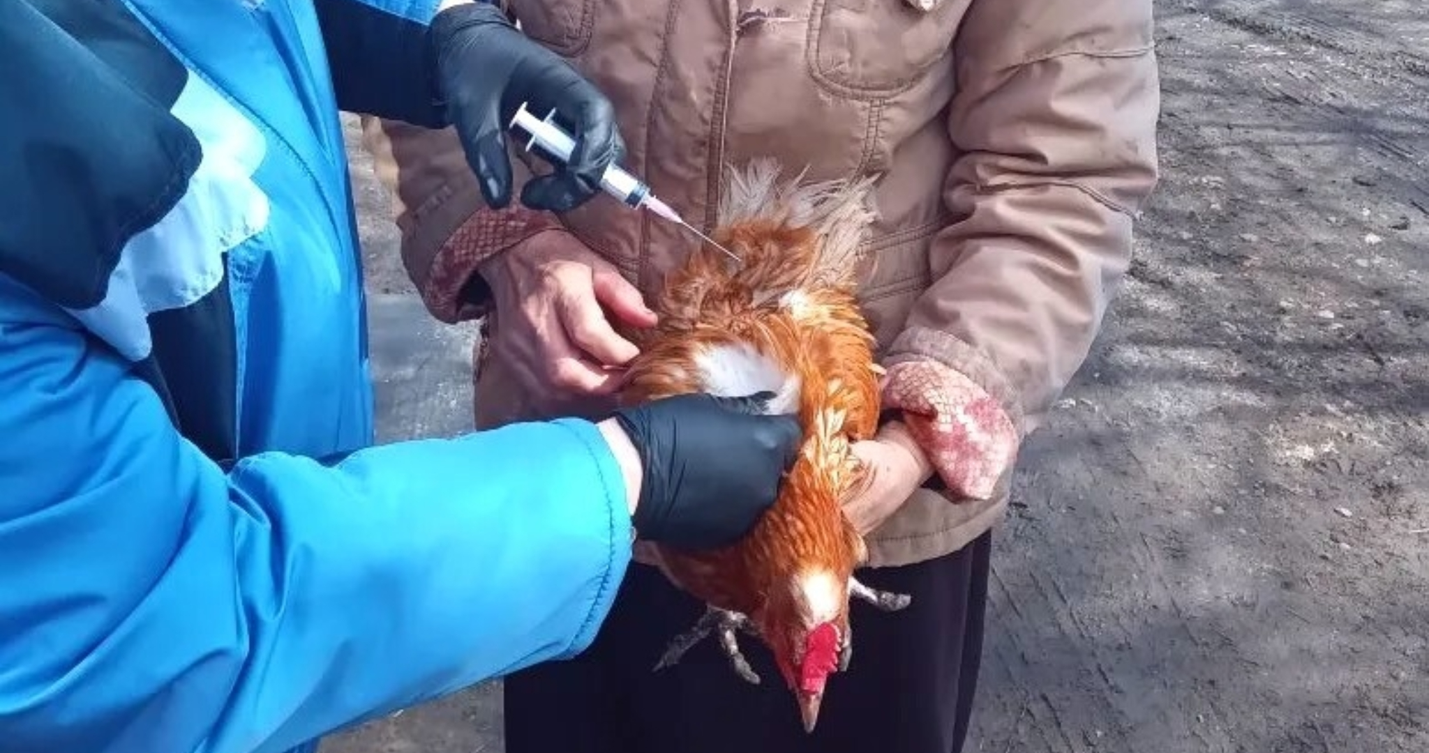 От гриппа в Мордовии защитят 300 тысяч птиц 