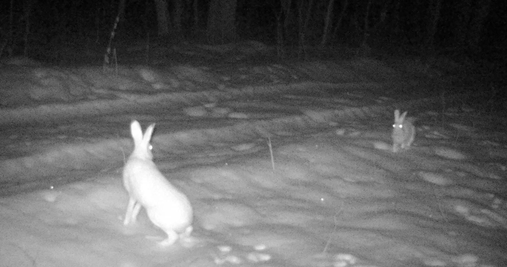 У зайцев в Мордовии настали трудные времена 