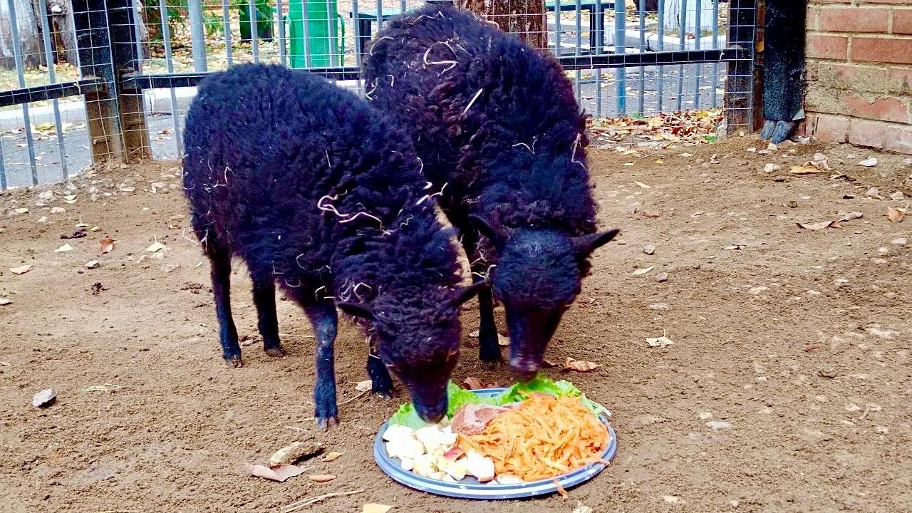 Жителей Саранска приглашают покормить овечек