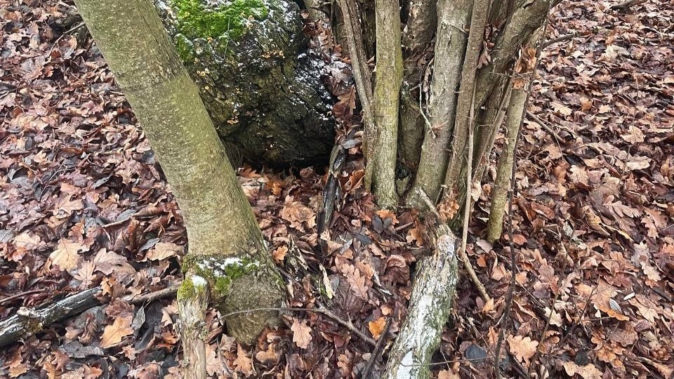 Более 10 закладок с гашишем организовал житель Саранска