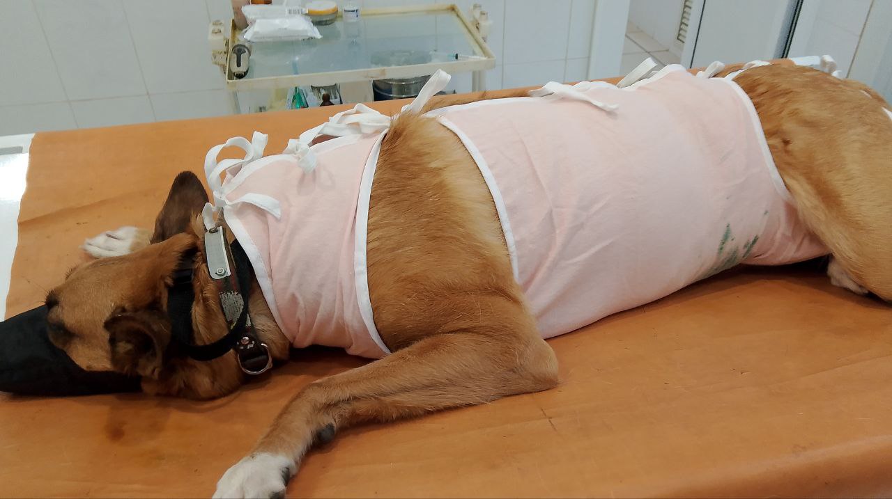 В ветклиниках Мордовии пройдут Дни льготной стерилизации