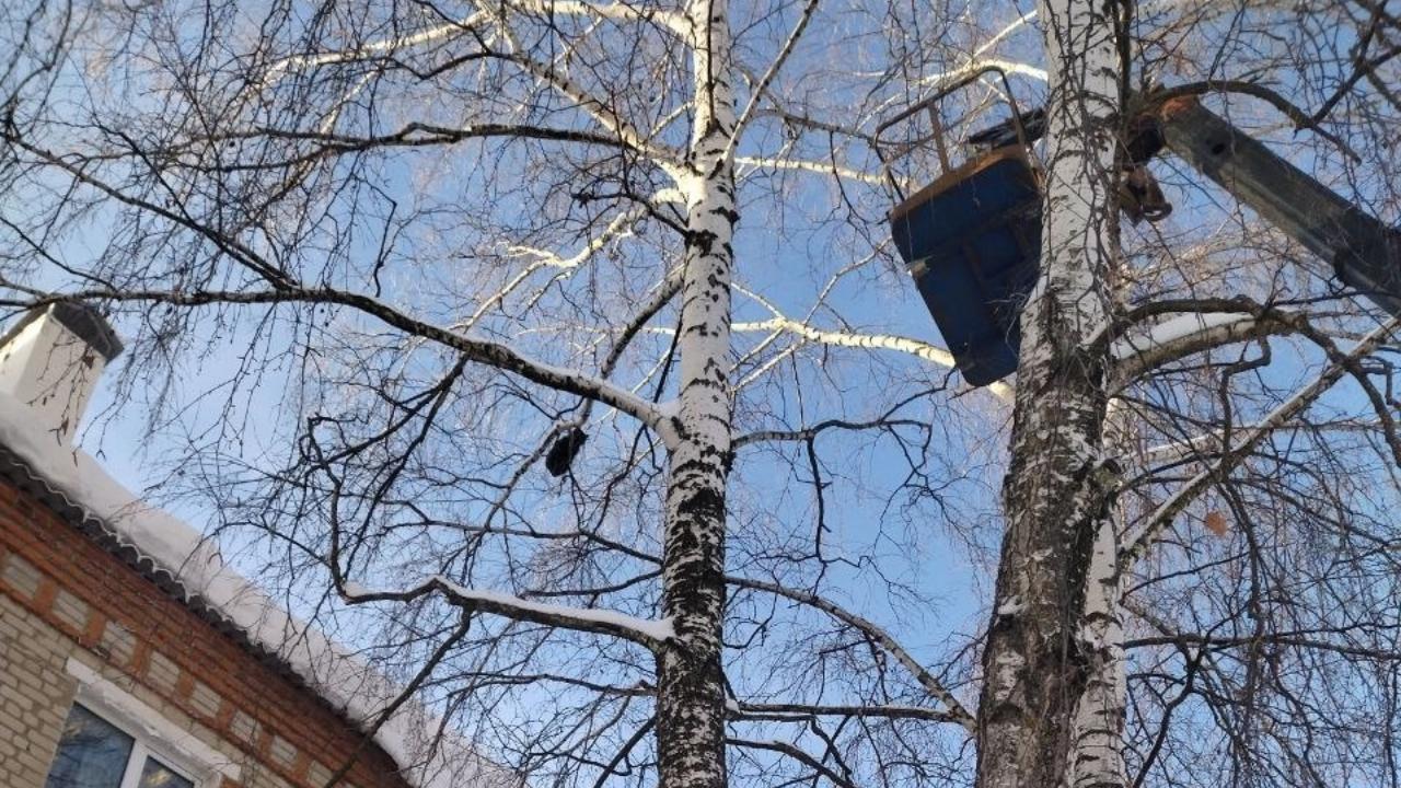 В Мордовии спасли котёнка, просидевшего неделю на дереве