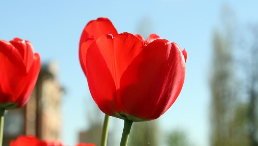 Новая схема: мошенники наживаются на весенних подарках к 8 Марта