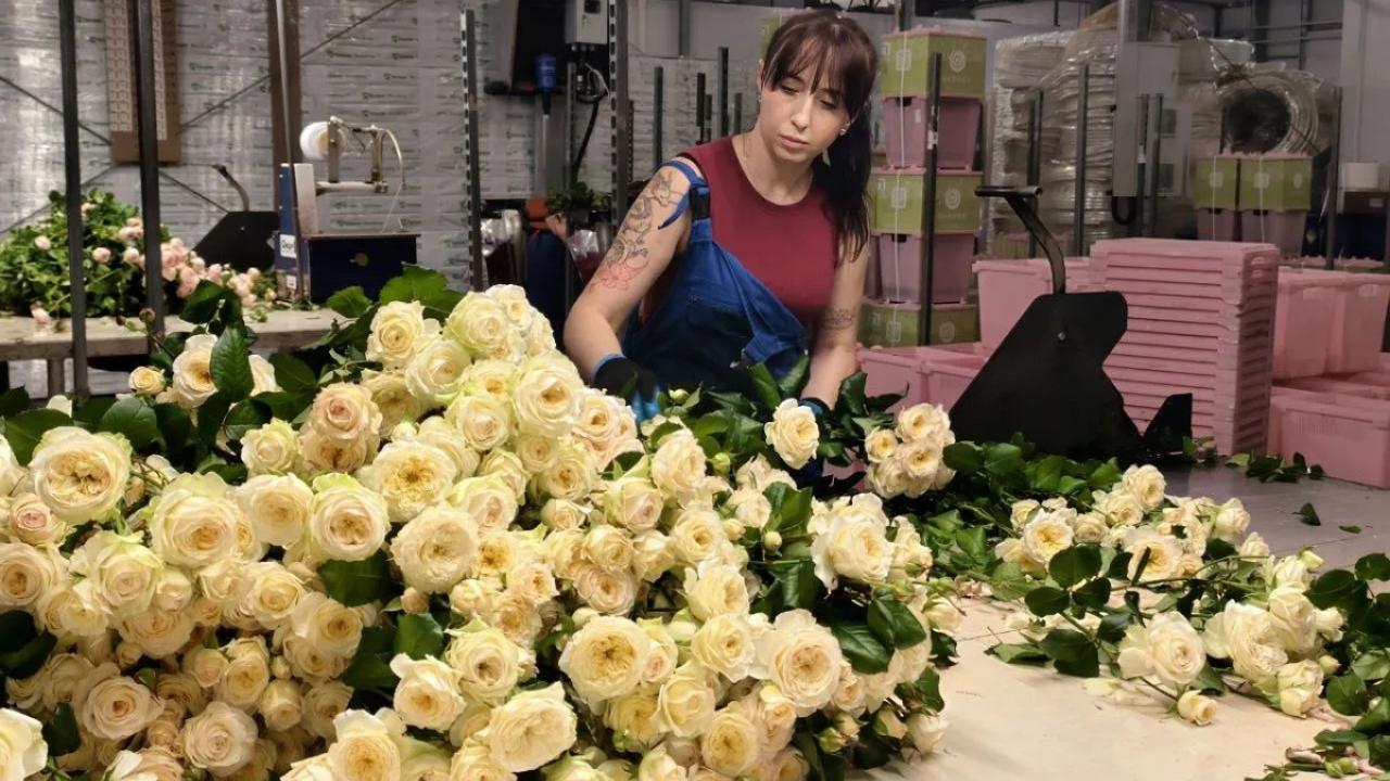 29 миллионов роз вырастили в Мордовии в минувшем году 