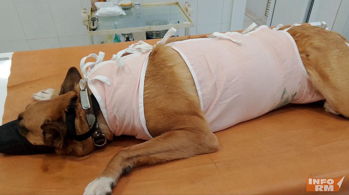 В Мордовии владельцев домашних питомцев приглашают на дни льготной стерилизации