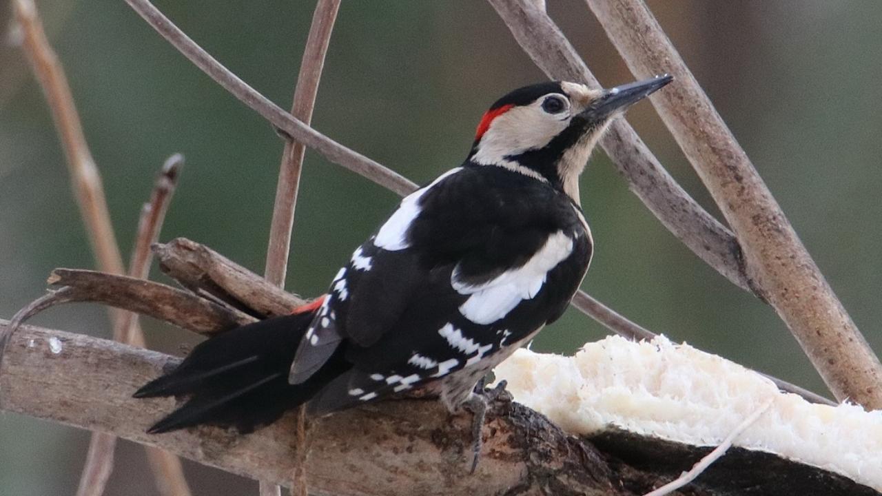 В Саранске рассказали, что любят кушать местные дятлы 