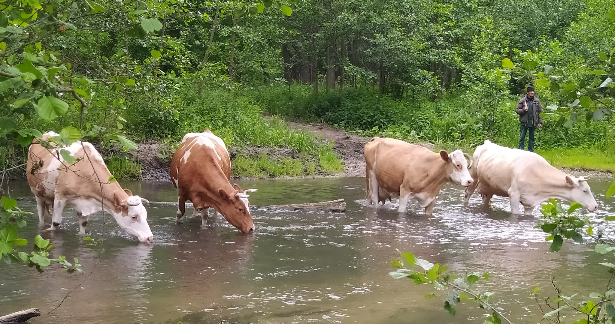 Мордовский Россельхознадзор перебрался в Нижний Новгород 