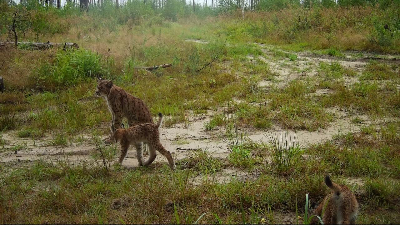 В фотоловушки Мордовского заповедника попали рысь с котятами и семейство волков 