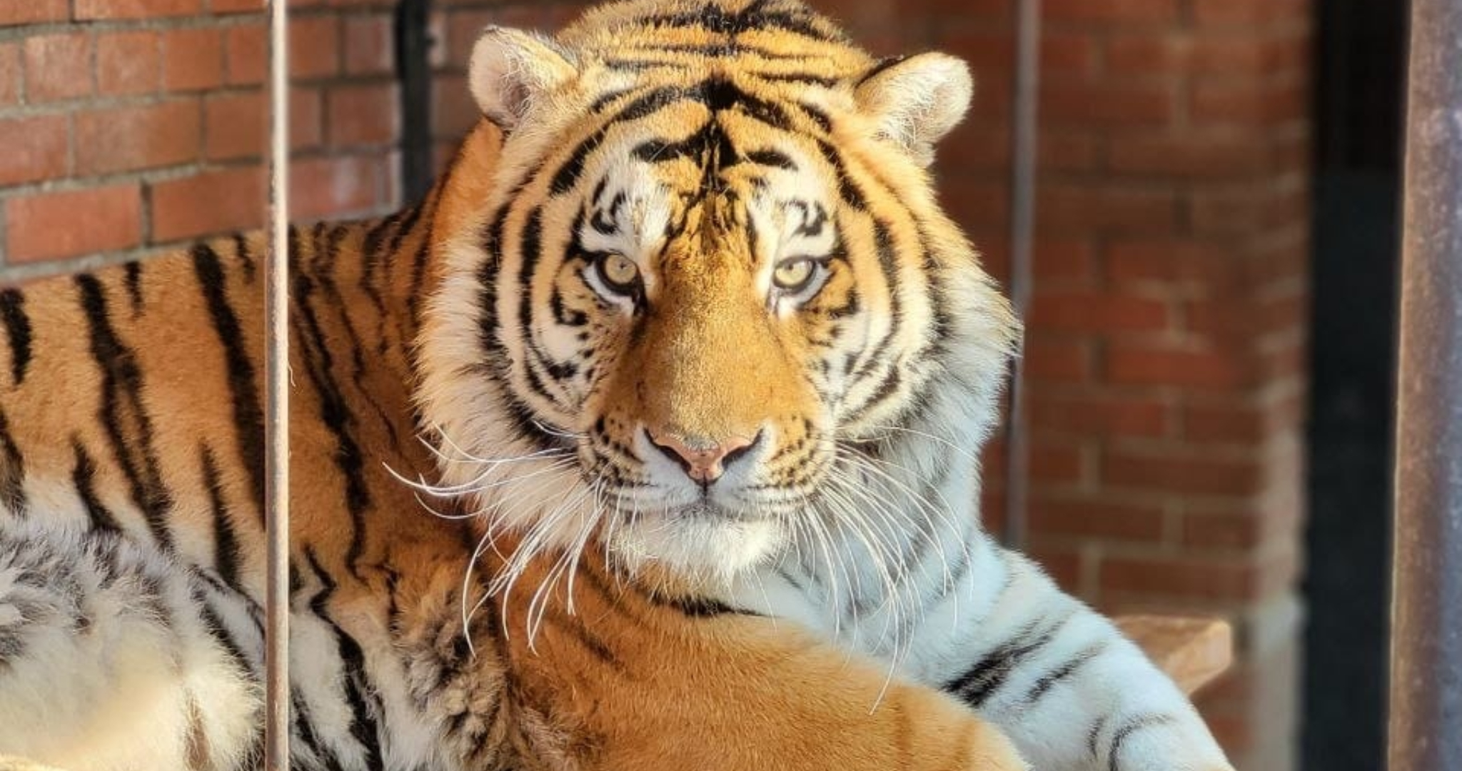 Жителям Саранска показали довольного и сытого тигра Тимура 