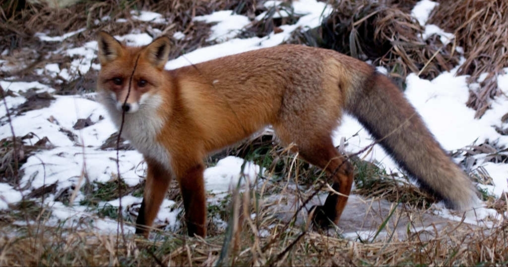 В Мордовии лисы начали бегать по улицам Ковылкина 