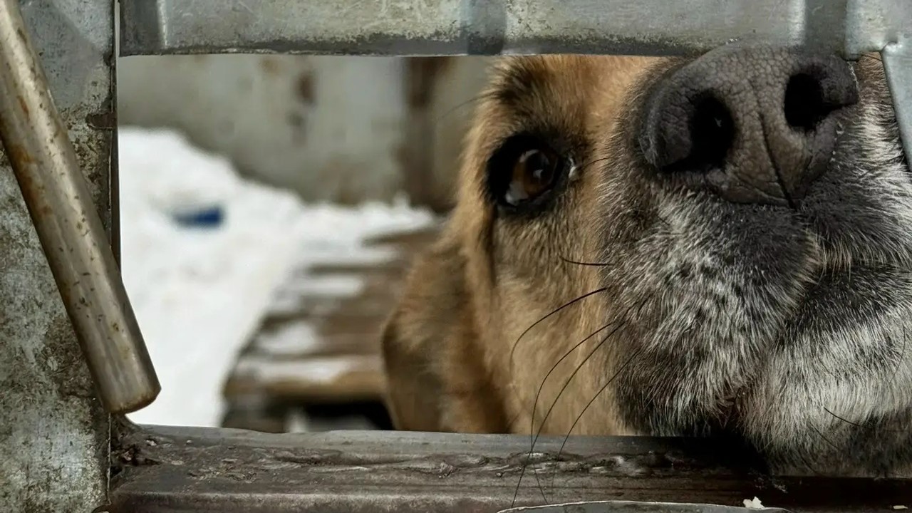 Сотрудники Мордовиястата привезли гостинцы в приют для собак