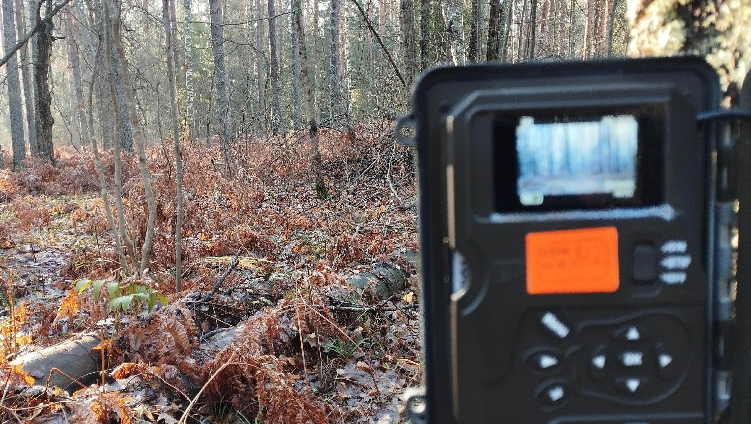 В Мордовском заповеднике начали большую фотоохоту и рассказали про «чупакабру» 