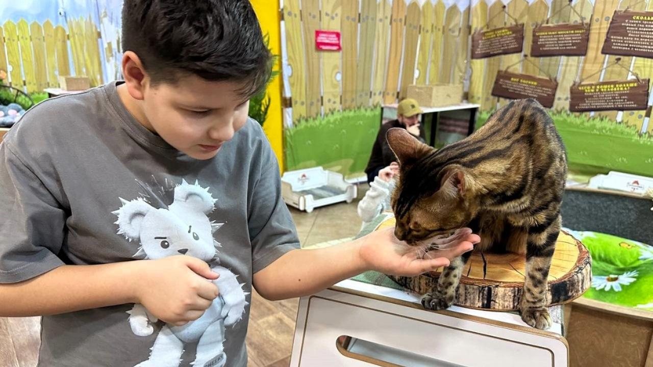 В Саранске открылся рай для любителей котиков: пушистая магия ждёт в ТРЦ «РИО»