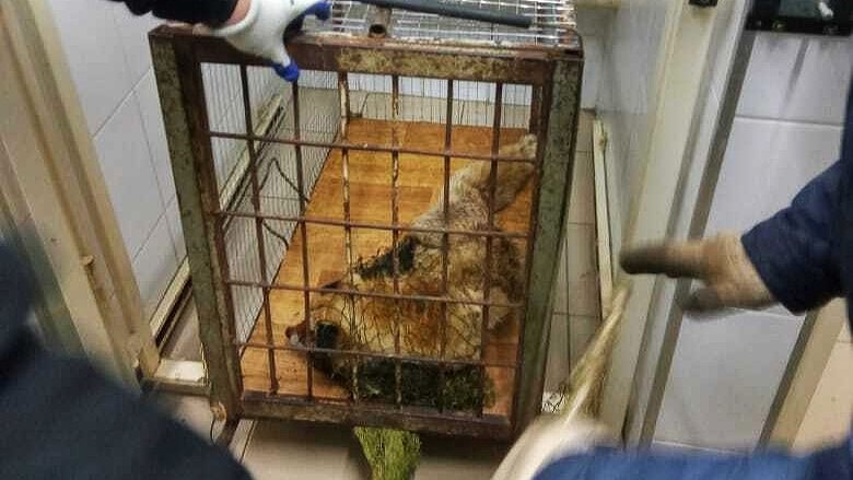 В Саранске нашли хозяина собаки, на которую напала дикая лиса