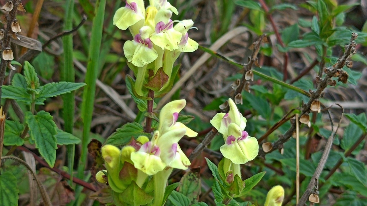 В Мордовии обновили список редких и исчезающих растений и грибов 