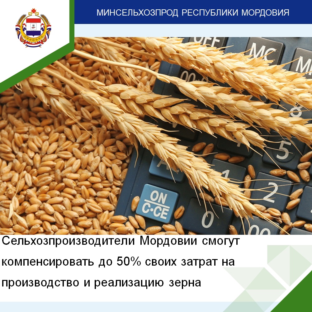 На поддержку производства зерна Мордовия получит около 100 миллионов рублей 