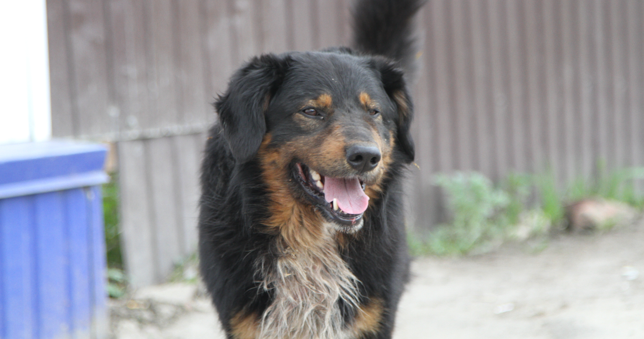 Жителям Мордовии напомнили о штрафах за самовыгул собак 