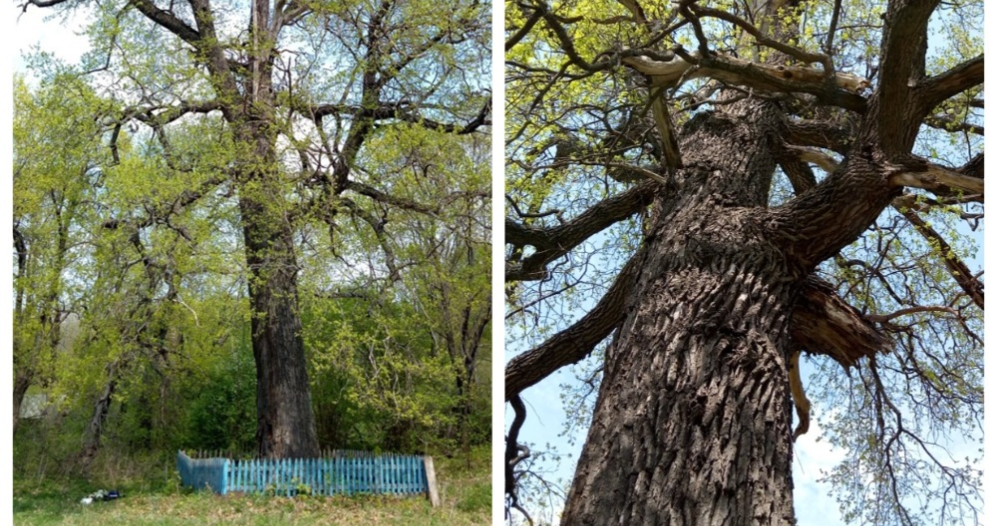 Древний мордовский дуб может стать главным деревом России 