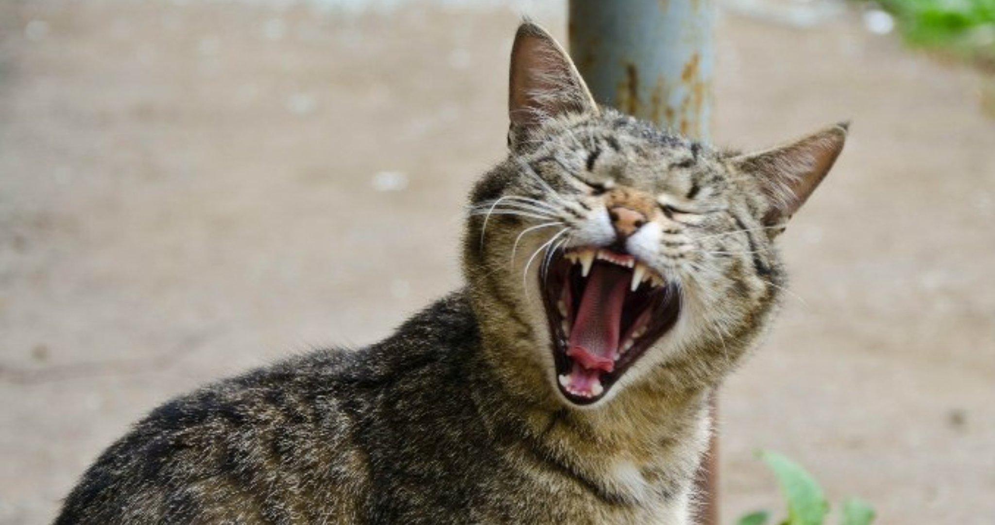 Кот спровоцировал драку между отцом и сыном 