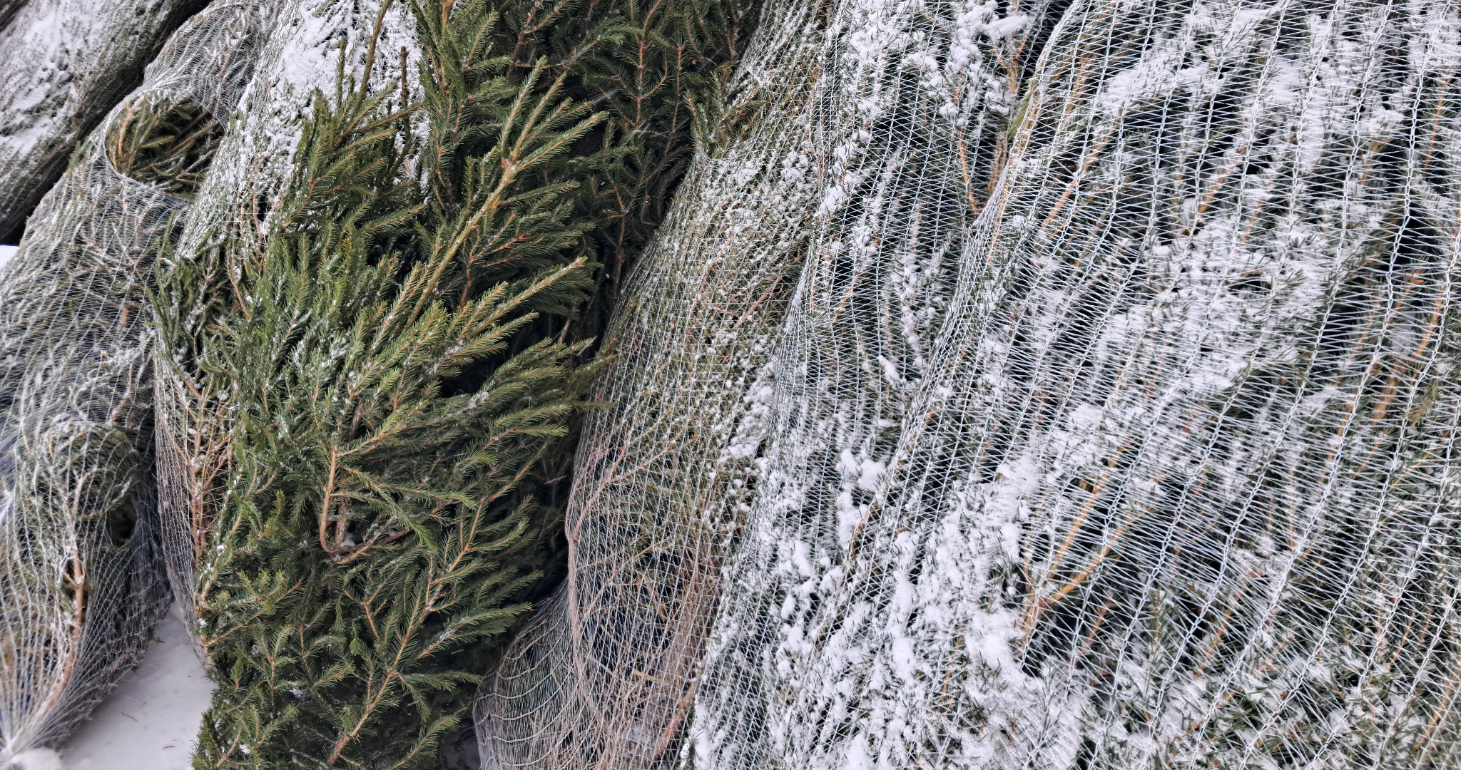 Жителям Саранска напомнили адреса площадок, где ёлки принимают на утилизацию 