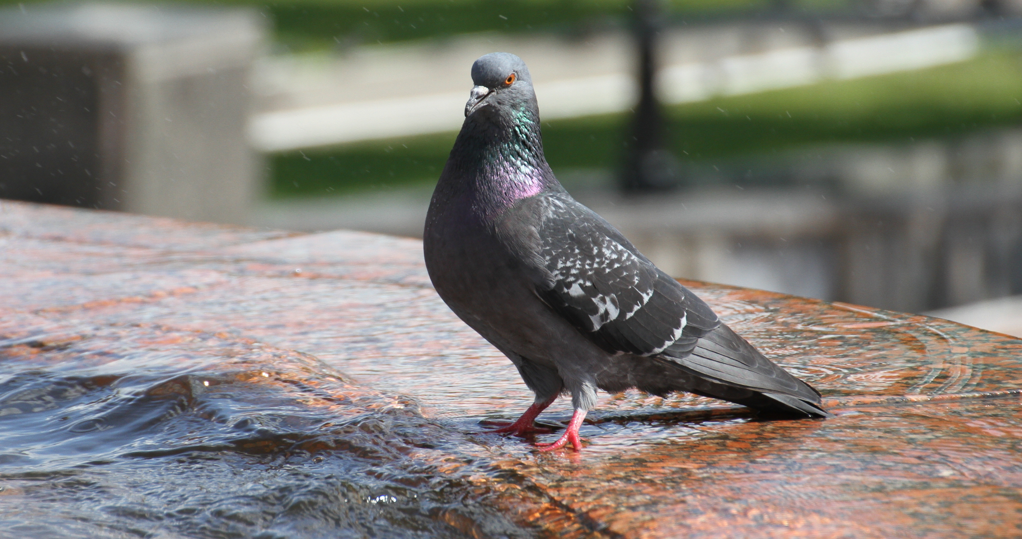 За ДТП с голубем можно получить штраф и лишиться водительских прав 