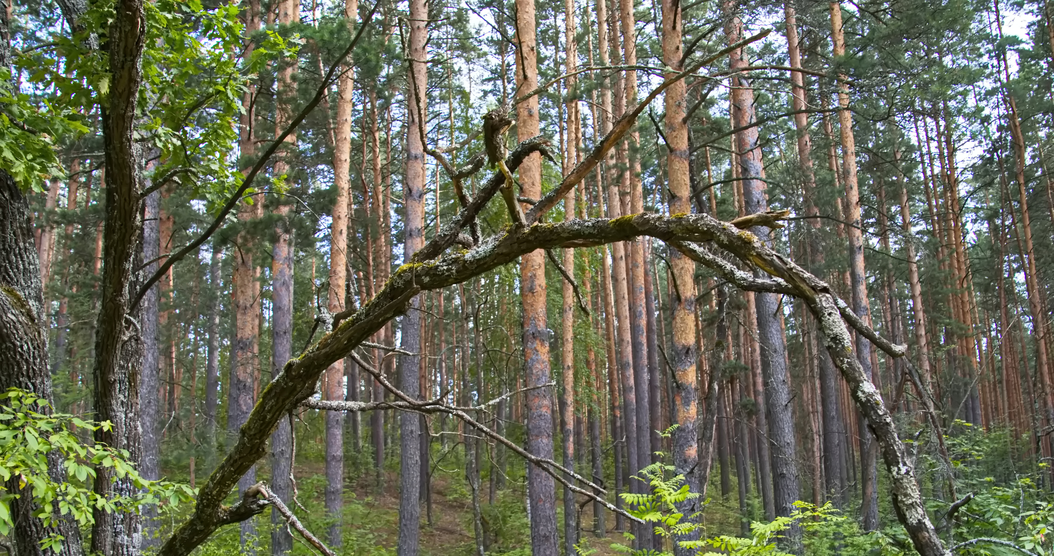 Назван топ-5 самых распространённых деревьев в Мордовии 