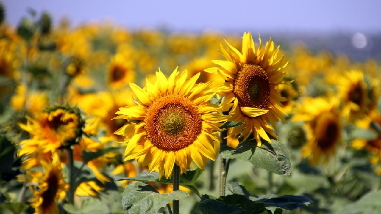 В Мордовию хотят привлечь путешественников с помощью агротуризма 