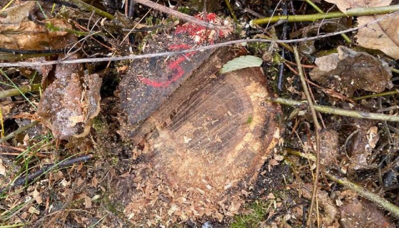 67 дубов на три миллиона вырубили два жителя Мордовии 67 дубов на три миллиона вырубили два жителя Мордовии