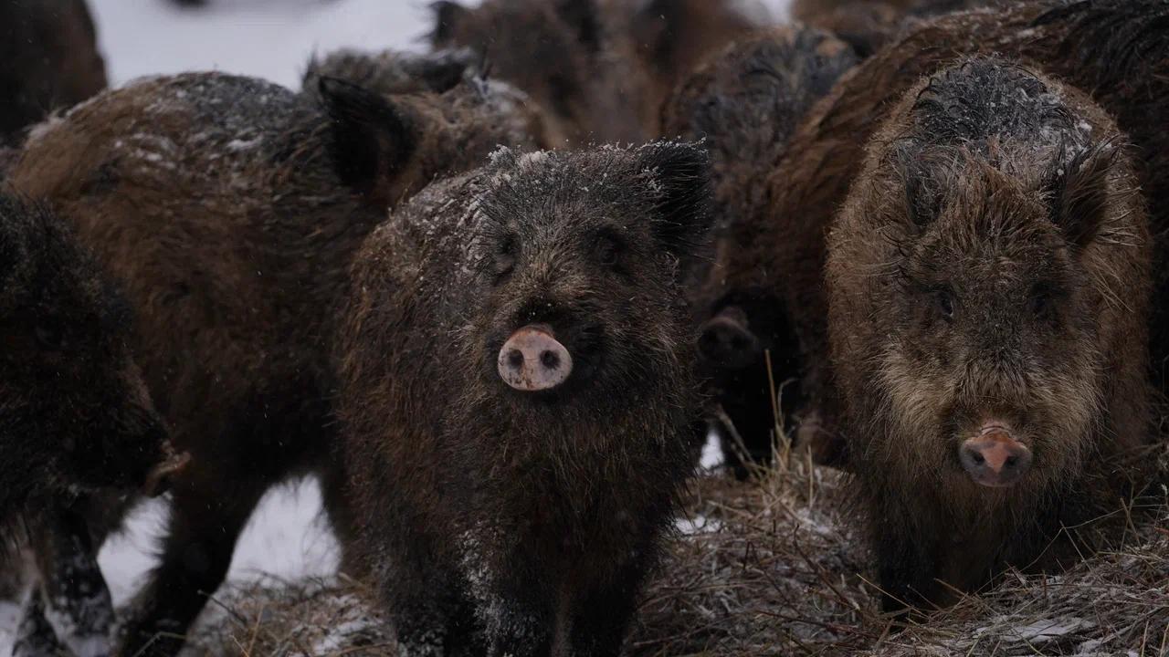 В Мордовии зимнюю трапезу с зубрами разделяют кабаны