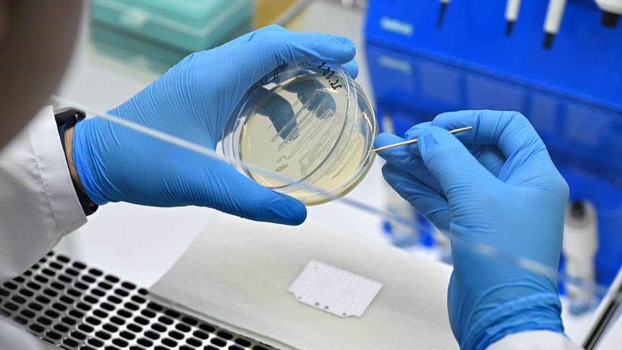 Мордовские учёные предложили лечить грибковые поражения борщевиком 