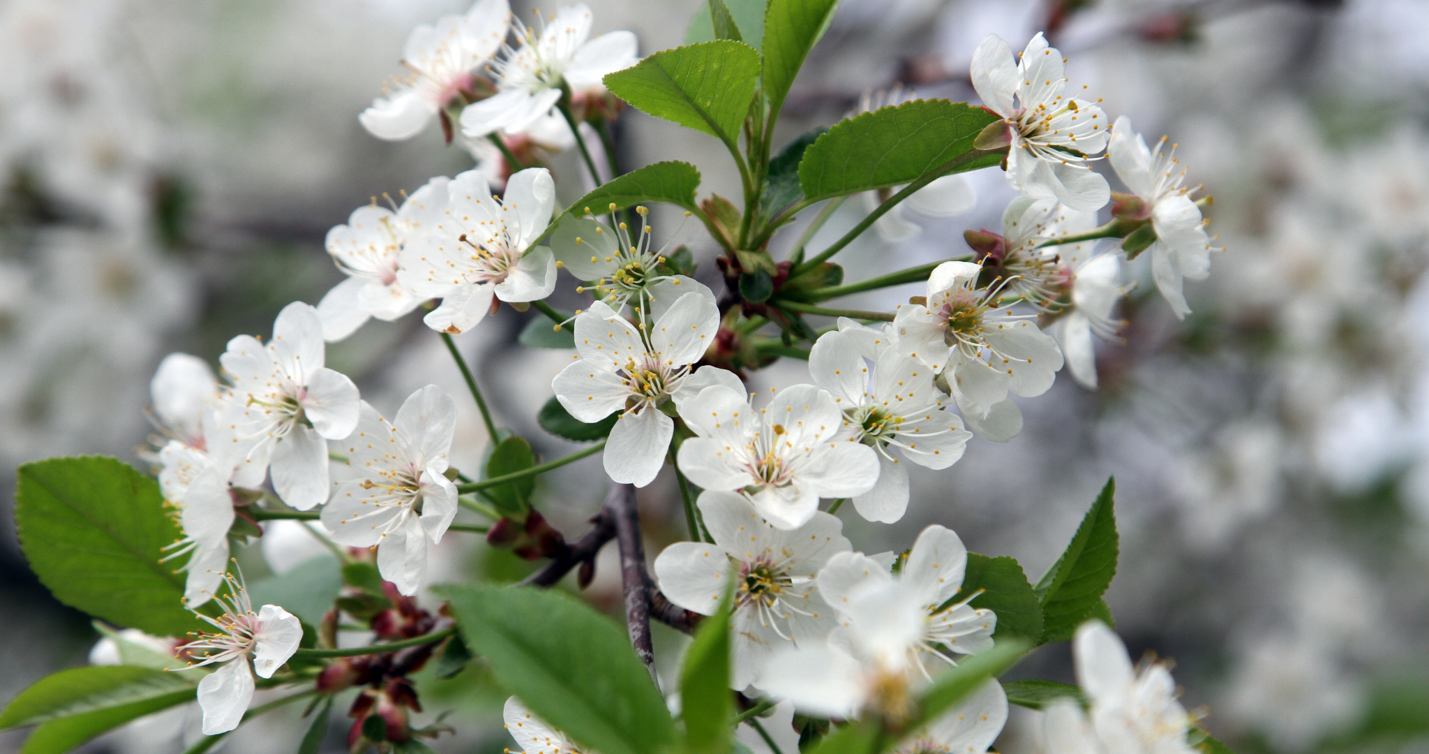 Весна в 2026 году оказалась очень ранней 