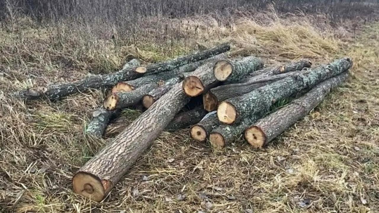 Житель Рязанской области ответил за спиленные в Мордовии дубы